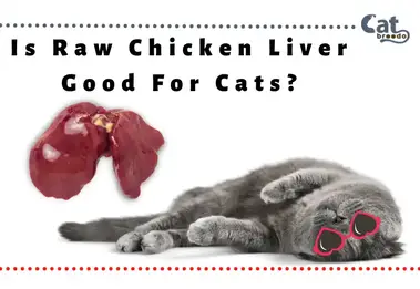 can dogs eat raw chicken liver