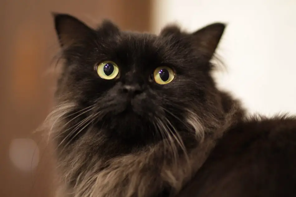 11 Most Adorable Big Eyed Cat Breed In The World