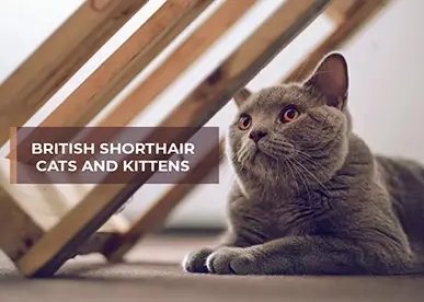 British Shorthair Cats and Kittens – Breed Profile and Details