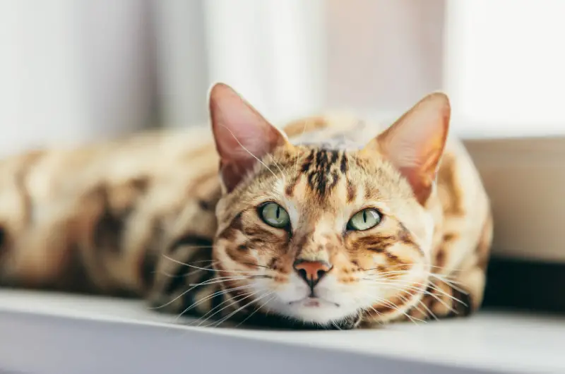 bengal cat price range