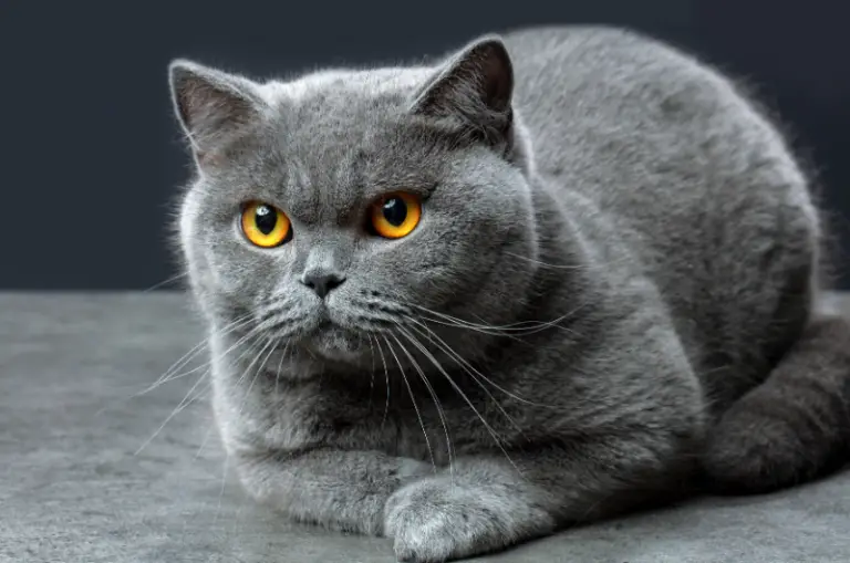 Silver Cat Breeds That Look Absolutely Gorgeous