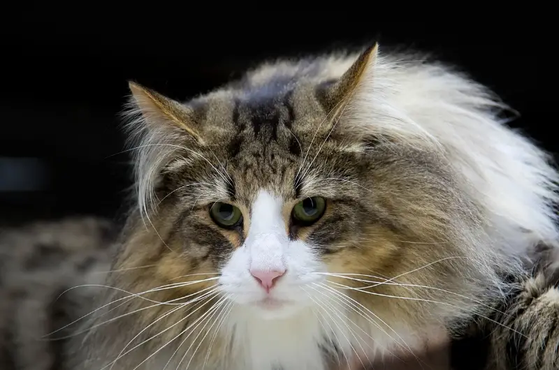 Norwegian Forest Cat