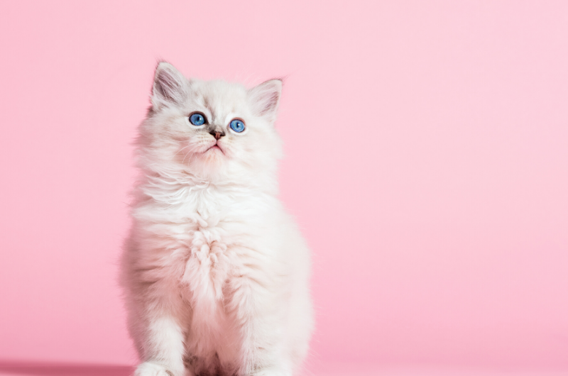 Ragdoll Kittens – Breed Profile and Details