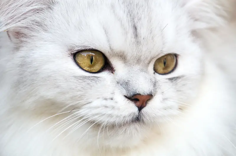 11 Most Adorable Big Eyed Cat Breed In The World