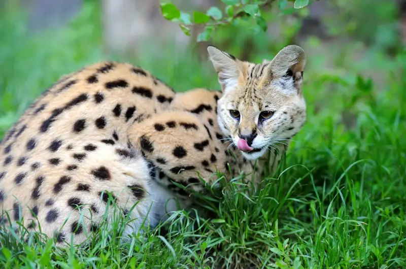 Servals