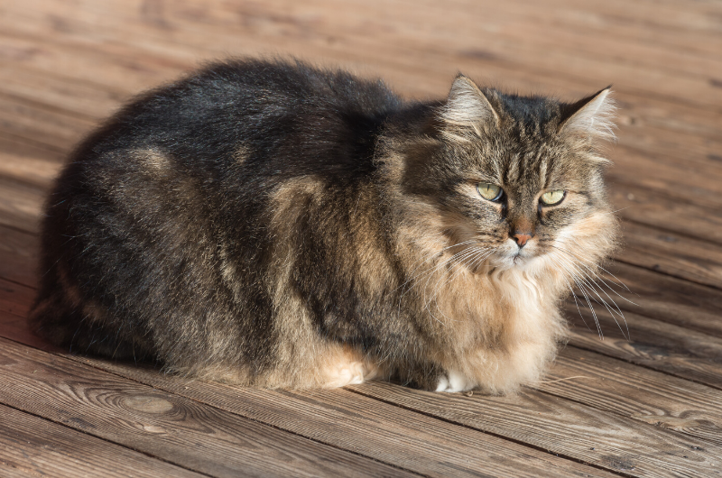 Most Underrated German Cat Breeds