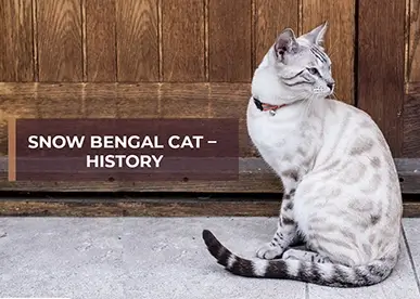 Snow Bengal Cat – History, Characteristics and Appearance