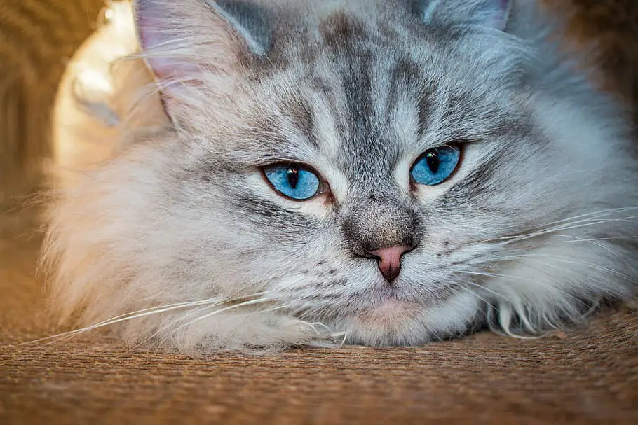 Blue Persian