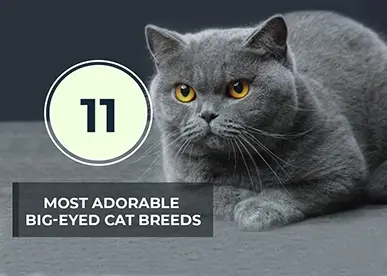 11 Most Adorable Big-eyed Cat Breeds in The World