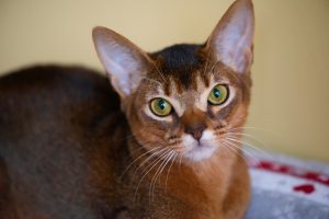 11 Most Adorable Big-eyed Cat Breeds in The Feline World