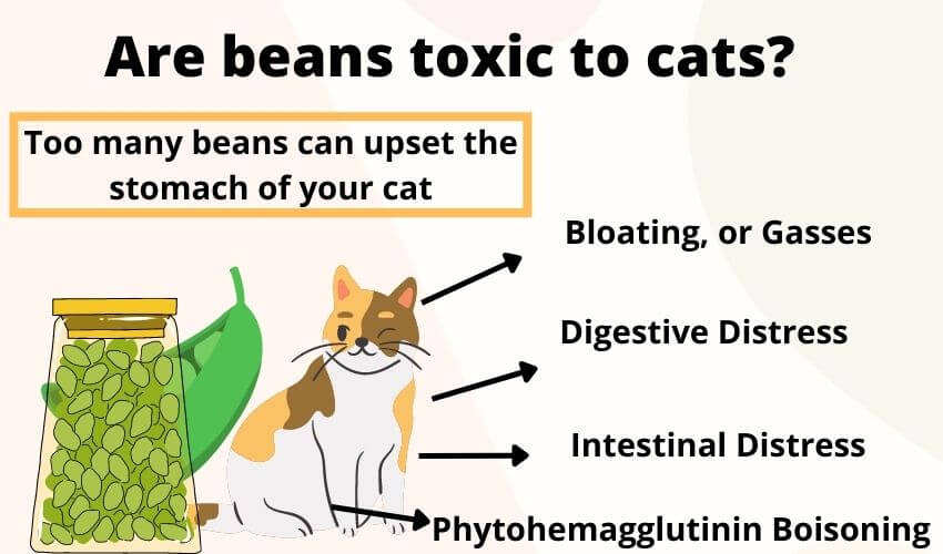 Are beans toxic to cats?