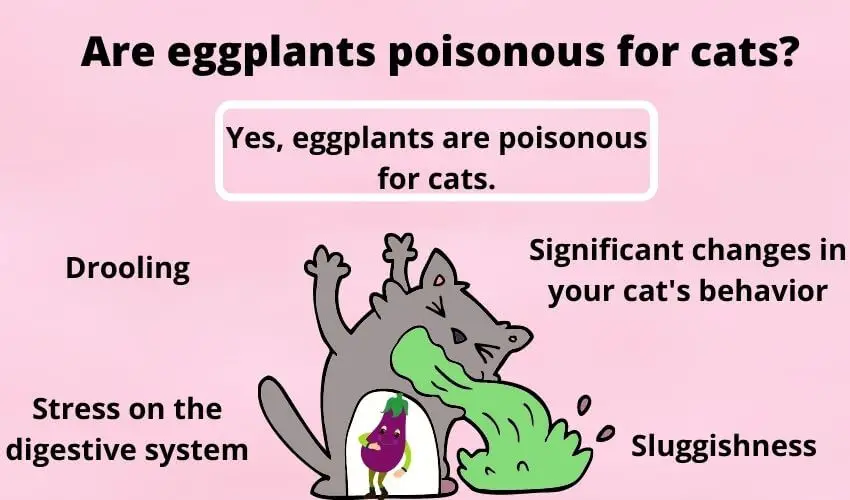 Are eggplants poisonous for cats?
