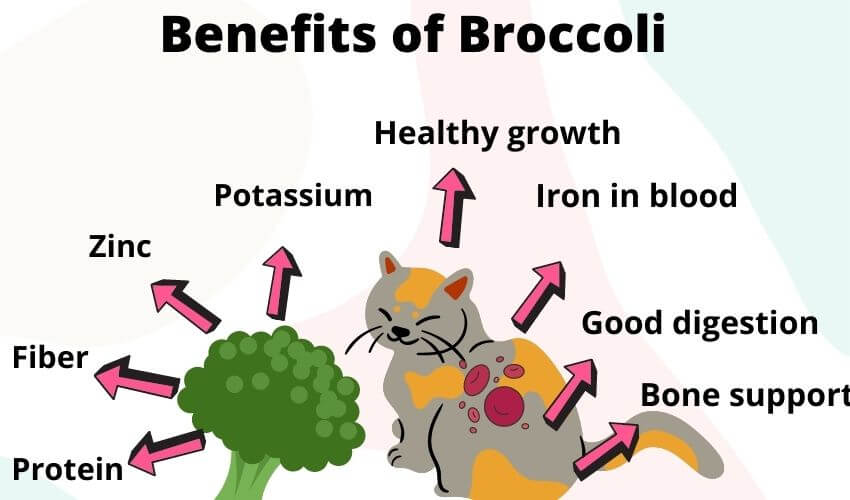 Benefits of Broccoli for cats