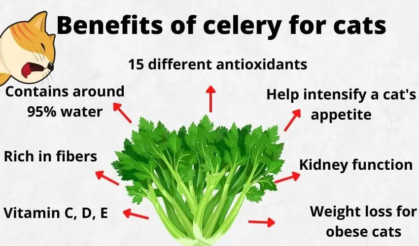 Why do cats like cheap celery