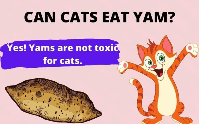 CAN CATS EAT YAM? Are yams poisonous to cats?