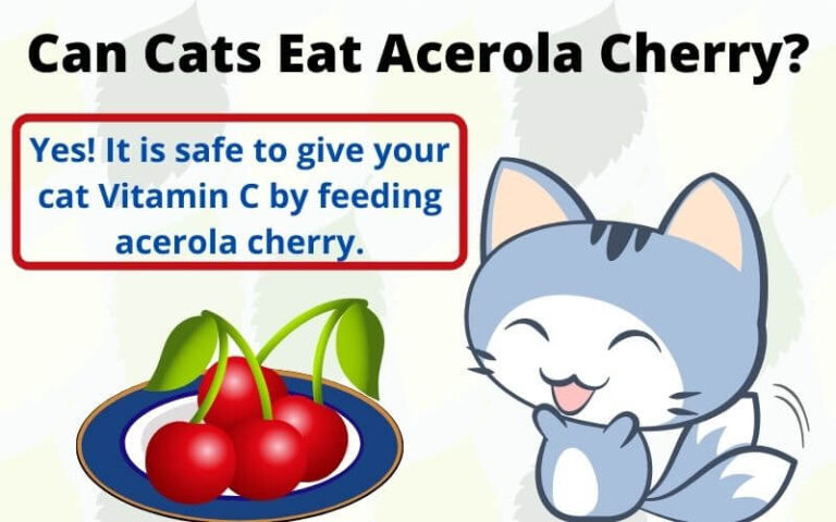 Can Cats Eat Acerola Cherry?  Acerola Cherry For Cats