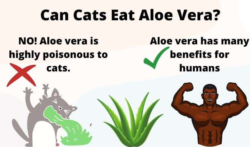 Can cats eat aloe vera plant? Is It Safe Or Toxic For Cats?