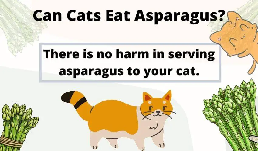 Can Cats Eat Asparagus? It’s safe for the cats?