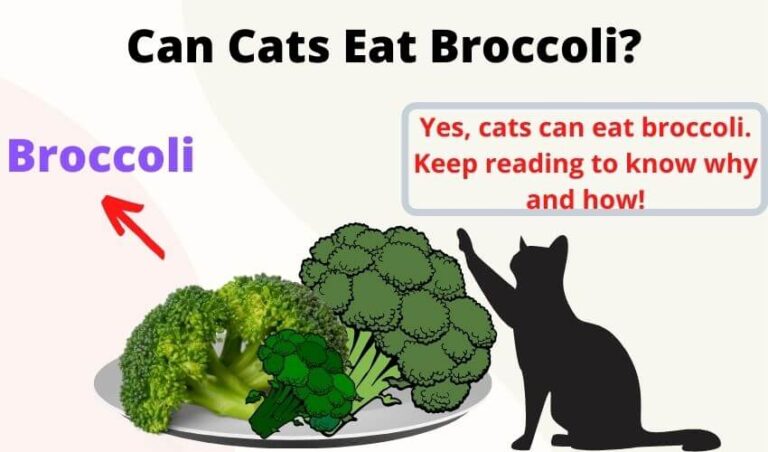 Can Cats Eat Broccoli? Top 11 Nutrients & Benefits