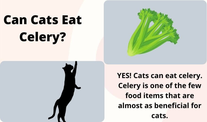 Can Cats Eat Celery?
