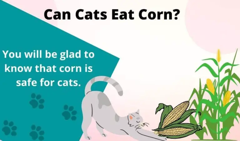 Can cats eat corn?- About Corn husks, Pops, Chips, & Cornbread