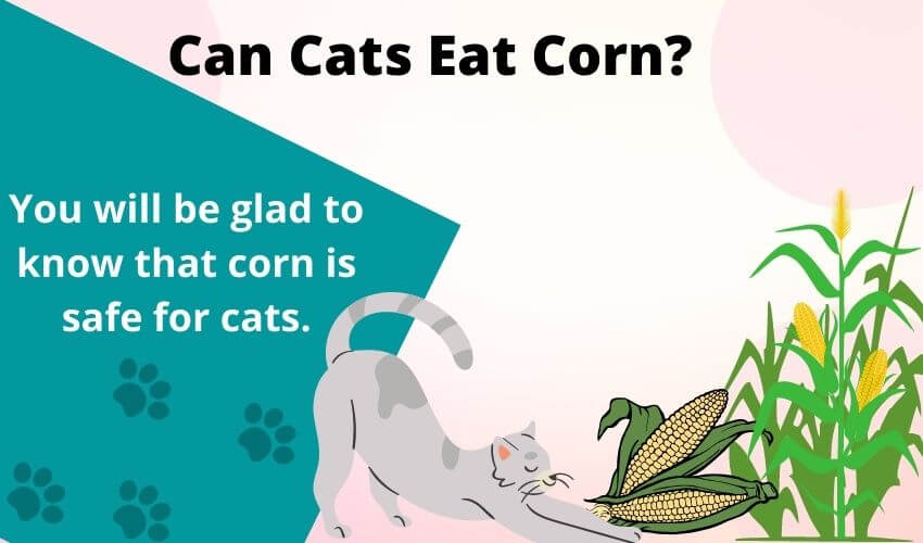 can-cats-eat-corn-about-corn-husks-pops-chips-cornbread