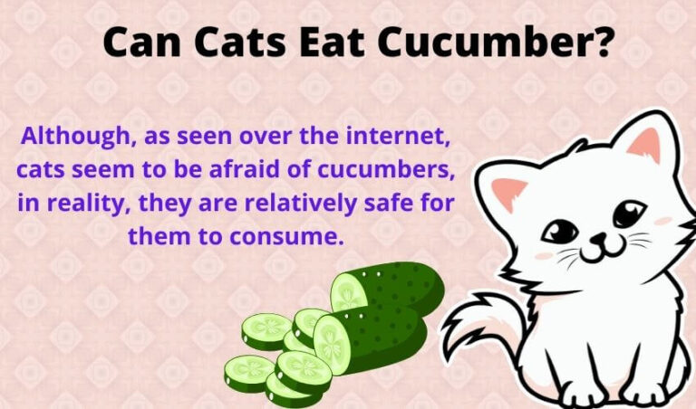 Can Cats Eat Cucumber? Do Cats Like Cucumbers?
