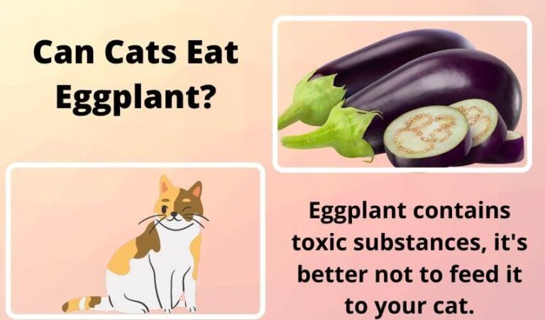 Can Cats Eat Eggplant? Is eggplant safe for cats?