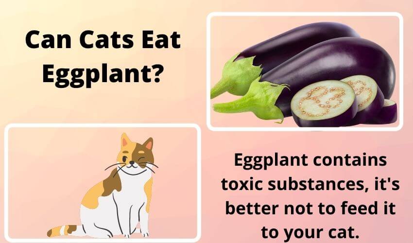 Can Cats Eat Eggplant