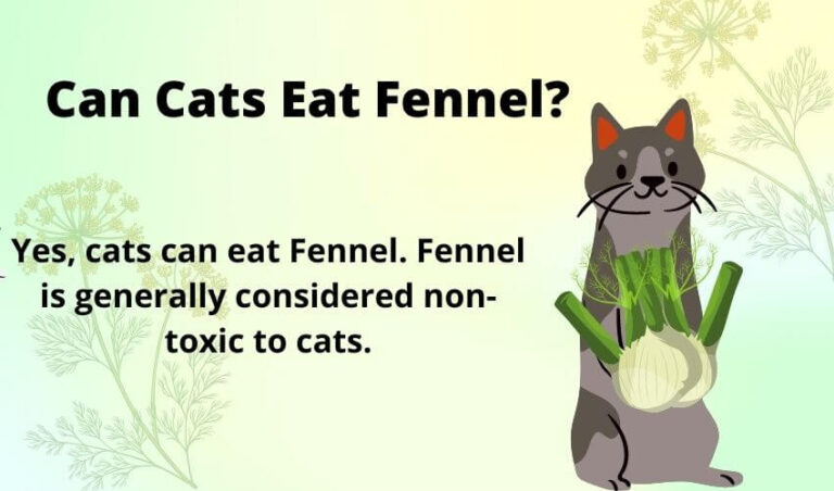 Can Cats Eat Fennel? Pros and Cons of Eating Fennel to Cats
