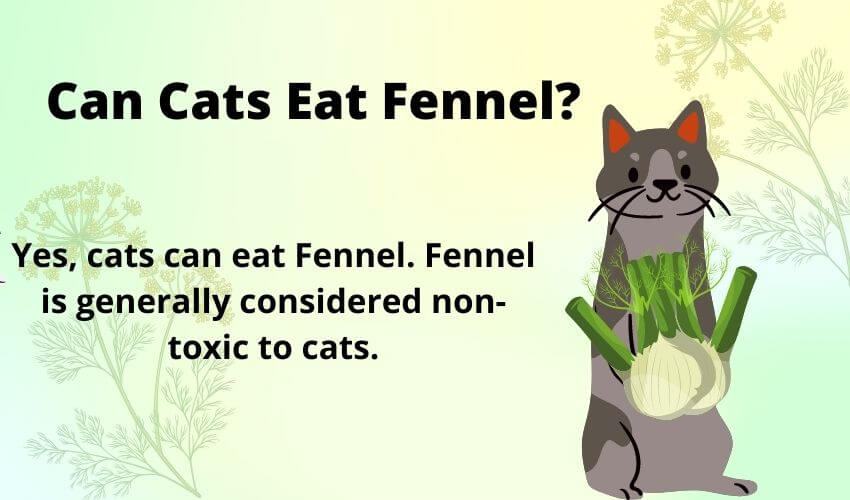 Can Cats Eat Fennel