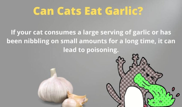 Can Cats Eat Garlic? Why Can’t Cats Eat Garlic?