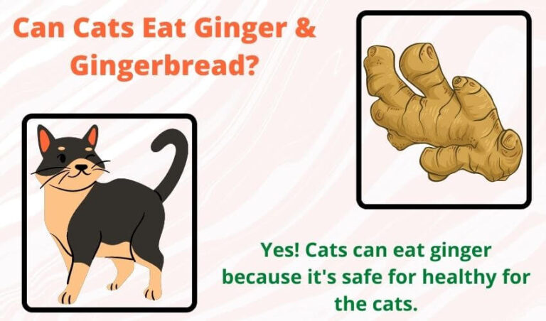 Can Cats Eat Ginger & Gingerbread? Is ginger poisonous to cats?