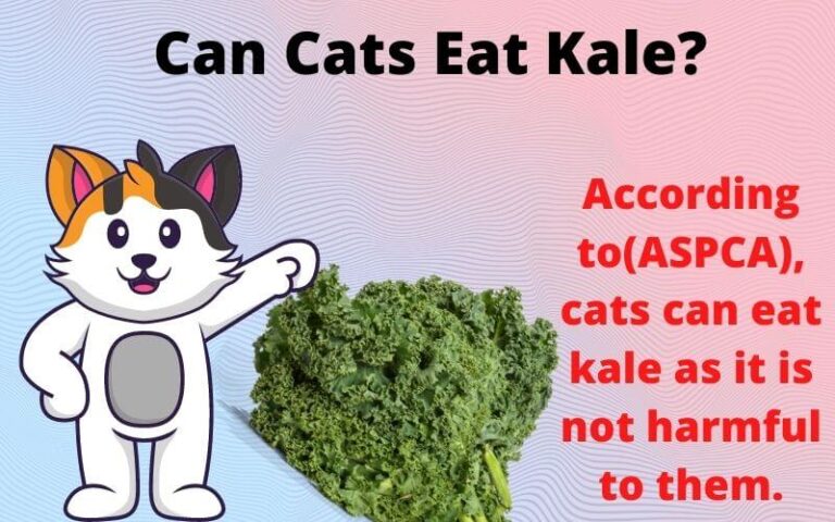 Can Cats Eat Kale? Is Kale Poisonous/Toxic To Cats?