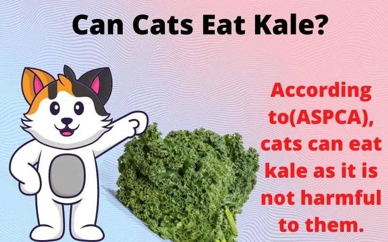 Can Cats Eat Kale