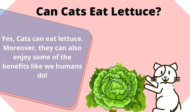 Can Cats Eat Lettuce? Is lettuce good for cats?