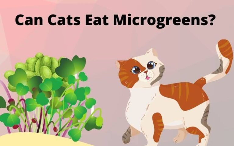 Can Cats Eat Microgreens? Are microgreens safe for cats?