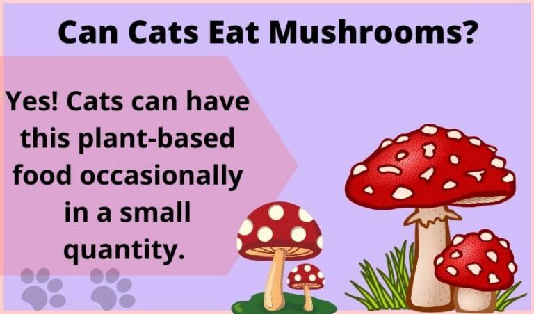 Can Cats Eat Mushrooms? Why Do Cats Like Mushrooms?