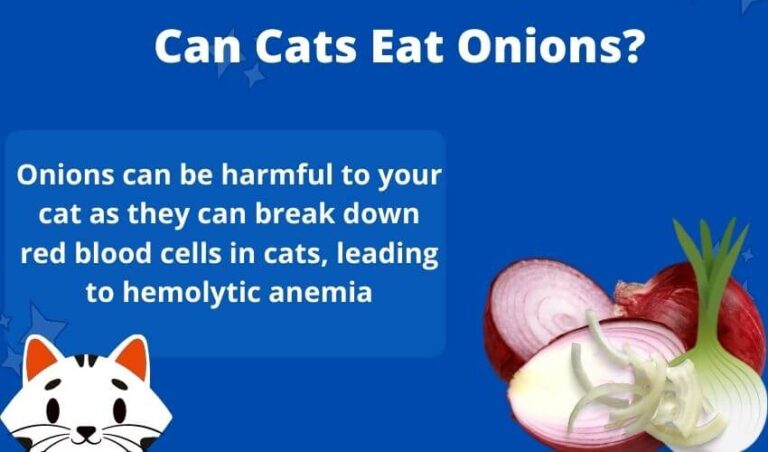 can-cats-eat-onions-symptoms-of-onion-poisoning-in-cats