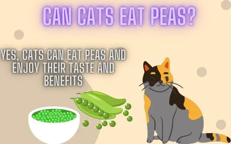 Can Cats Eat Peas? Are Peas Toxic To Cats?