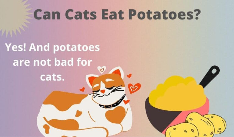 Can Cats Eat Potatoes? Is Potato Bad For Cats?