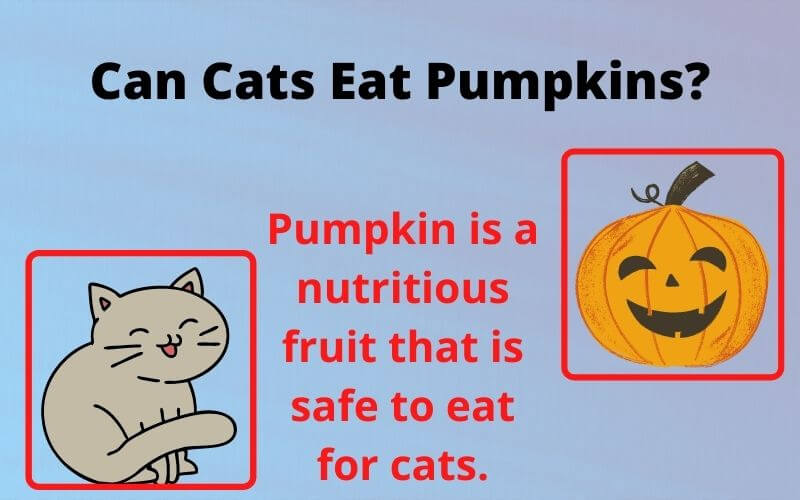 Can Cats Eat Pumpkins