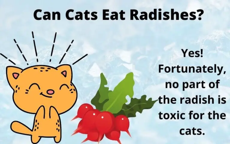 Can Cats Eat Radishes? Are Radishes Poisonous For Cats?