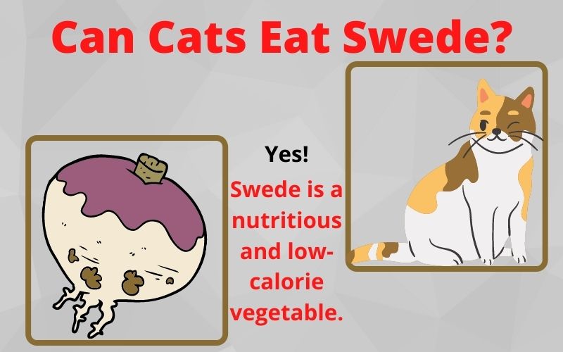 Can Cats Eat Swede? Is Swede safe for cats?