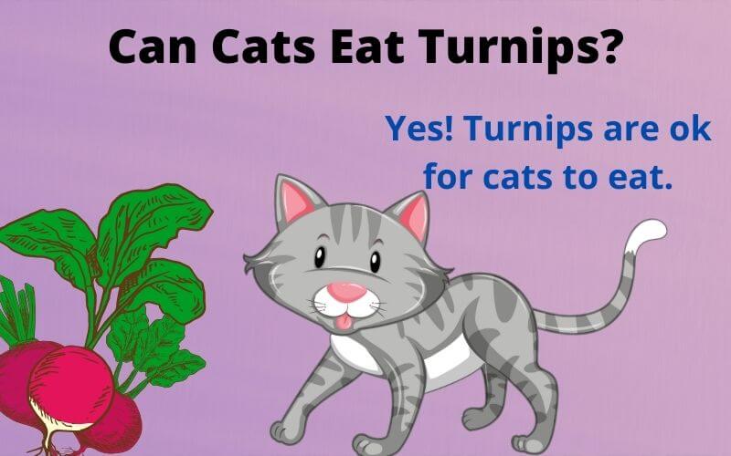 Can Cats Eat Turnips? Are Turnips Good For Cats?