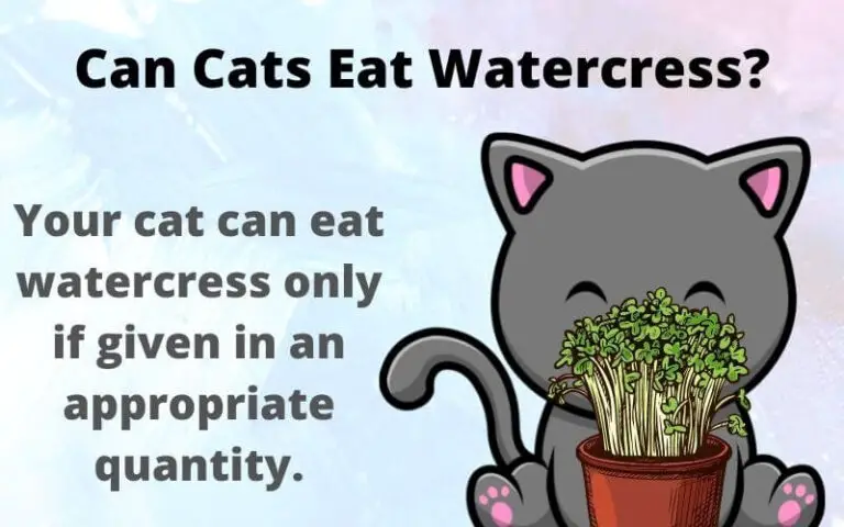 Can Cats Eat Watercress? Is Watercress Poisonous To Cats?