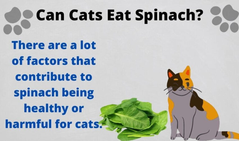 Can Cats eat spinach? Is It Safe To Eat Raw Or Cooked?