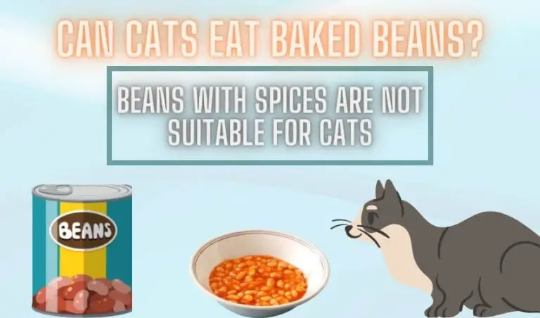 Can cats eat baked beans? Are beans safe for cats?