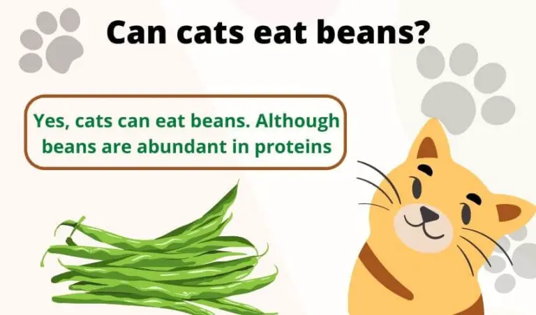 Can cats eat beans? Is this toxic for cats?