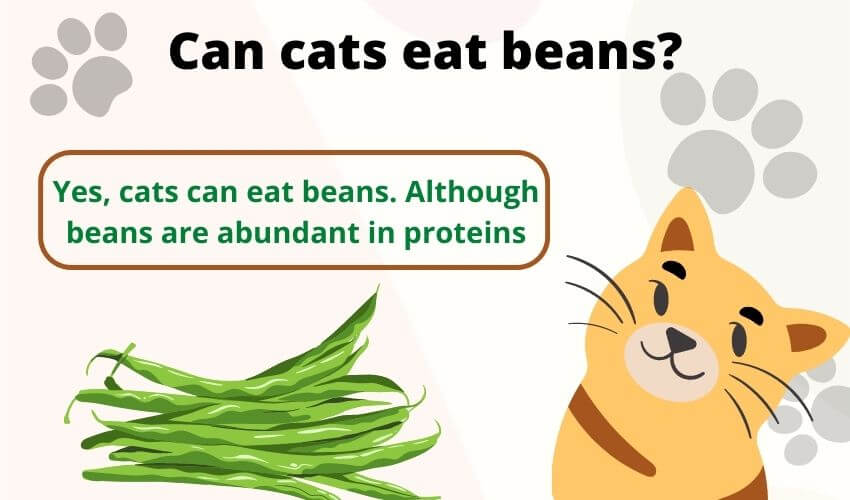 Can cats eat beans